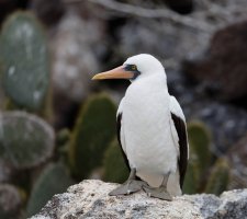 3Q7A4073-DxO_Nazca_booby.jpg