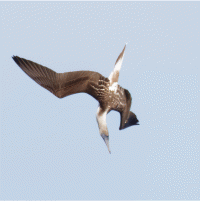 Diving_Blue_footed_Booby.gif