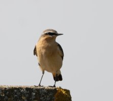 DSC_0740-DxO_Northern_Wheatear_ssSH.jpg