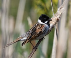 DSC_0682-DxO_reed_bunting_singing.jpg