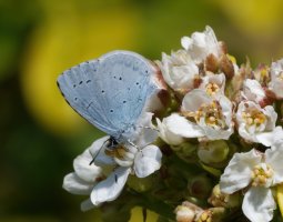 DSC_8671-DxO_Holly_Blue_Butterfly-lsss.jpg