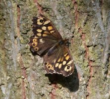 DSC_0762-DxO_Speckled_Wood_Butterfly_vvs.jpg