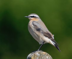DSC_0917-DxO_Northern_Wheatear_700mm-ss2020.jpg