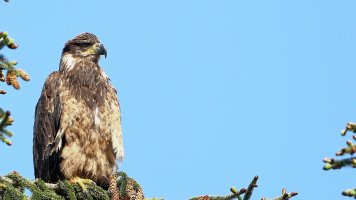 Bald Eagle Im_1D4_17379.JPG