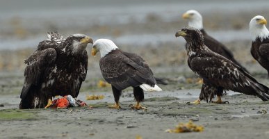 Bald Eagle Im_1D4_s_17877.JPG