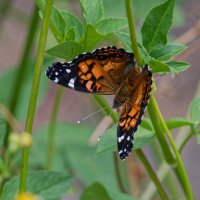 DSC_3057_DxO.jpg DSC_3057_DxO.jpg