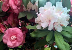 02___Pink and White Spring Flowers to Delight The Eyes.png