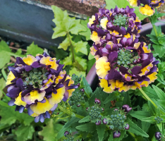 04___Is It Poison or Perfection.png