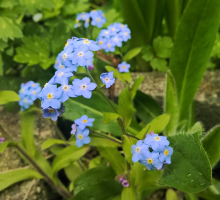 03___Curls of Blue Petals.png