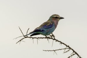 610 Africa Lilac Breasted Roller.jpg