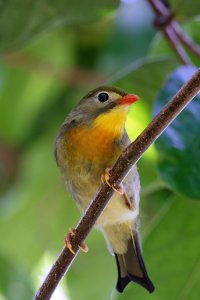 Leiothrix lutea - Red Billed Leiothrix 5_DxO.jpg