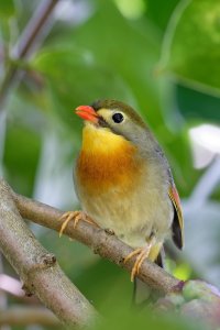 Leiothrix lutea - Red Billed Leiothrix 6_DxO.jpg