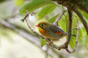 Leiothrix lutea - Red Billed Leiothrix 9_DxO.jpg