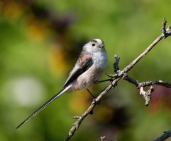 DSC_1031-DxO_longtailed_tit+insect-small.jpg