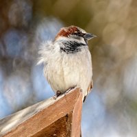 _36A8313_DxO copy.jpg