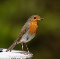 DSC_0904-DxO_robin+insect-m.jpg