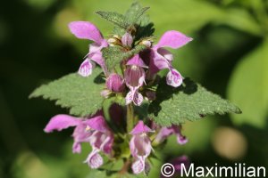 spotted_deadnettle.JPG