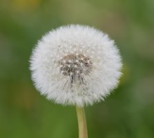 DSC_0702-DxO_dandelion_best.jpg