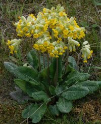 DSC_0935-DxO_Cowslips_ss_small.jpg