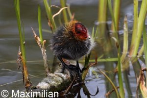 coot_chick.JPG