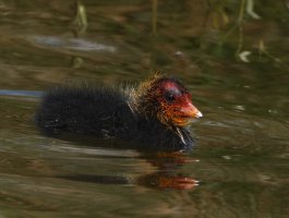 DSC_1273-DxO_baby_coot.jpg
