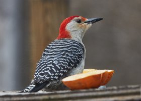 RedBelliedWoodpeckerOnOrange7598HzWeb.jpg