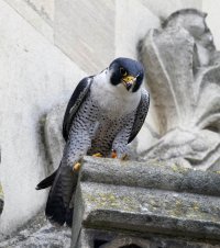DSC_1472-DxO_Peregrine_mucky_face_LR.jpg