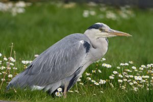 DSC_1489-DxO_Heron_crouching-small1.jpg