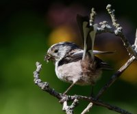 DSC_1949-DxO_longtailed_tit+insects-lsss35.jpg