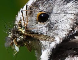 DSC_1949-DxO_longtailed_tit+insects-2_00x.jpg