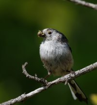 DSC_2109-DxO_longtailed_tit+insects_vvs.jpg