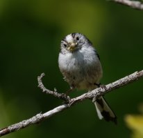 DSC_2112-DxO_longtailed_tit+insects_vvs_face_on.jpg