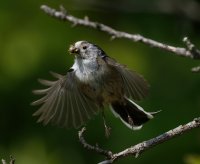 DSC_2114-DxO_longtailed_tit+insects_flying-lsss.jpg