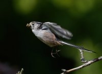 DSC_2124-DxO_longtailed_tit+insects-flying-lsss.jpg