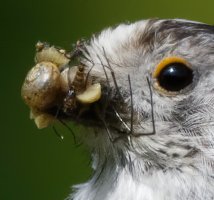 DSC_2109-DxO_longtailed_tit+insects_crop-2_00x.jpg