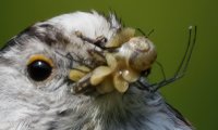 DSC_2113-DxO_longtailed_tit+insects_vvs-2_00x.jpg