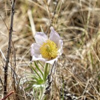 Pasque flower 1.jpg