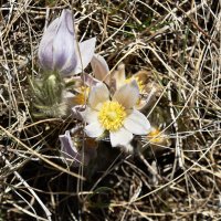 Pasque flower 2.jpg