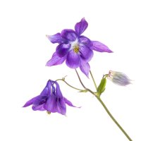 Aquilegia (794).jpg