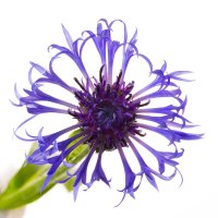 Corn Flower (822).jpg