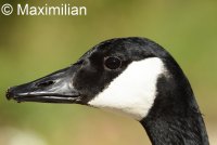 canada_goose.JPG