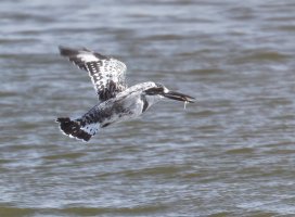3Q7A0093-DxO_pied_kingfisher_flying+fish-ls-2_00x.jpg
