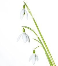 Snowdrops (9402).jpg
