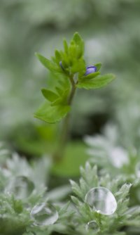 Bud and Water Drops 0861.jpeg