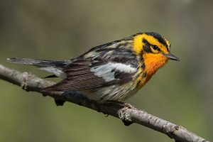 Blackburnian Warbler (male-spring) 135.jpg