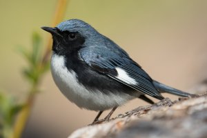 Black-throated Blue Warbler (male-spring) 133.jpg