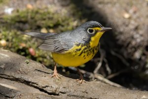 Canada Warbler (male-spring) 153.jpg
