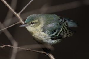 Cerulean Warbler (female-spring) 113.jpg