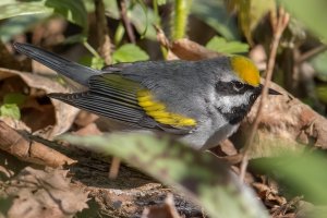 Golden-winged Warbler (male-spring) 121.jpg