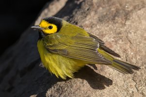 Hooded Warbler (male-spring) 127.jpg